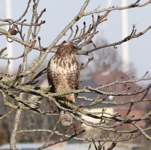 Mäusebussard