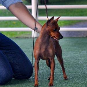 Miniature Pinscher