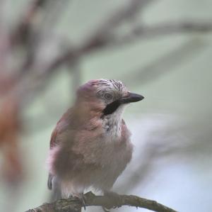 Eurasian Jay