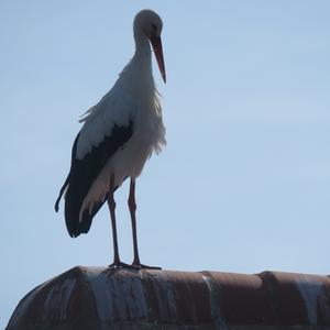 White Stork