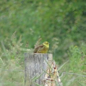 Yellowhammer