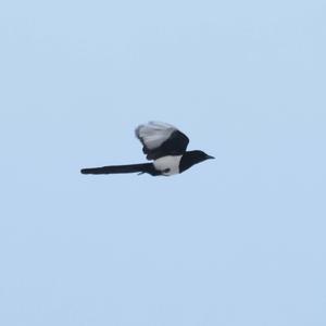 Black-billed Magpie