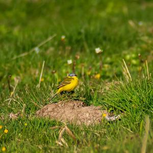 Yellow Wagtail