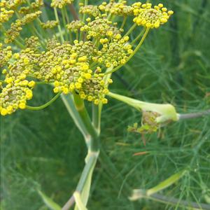 Dill (Pflanze)