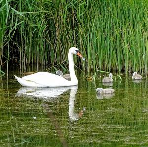 Höckerschwan