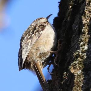 Short-toed Treecreeper