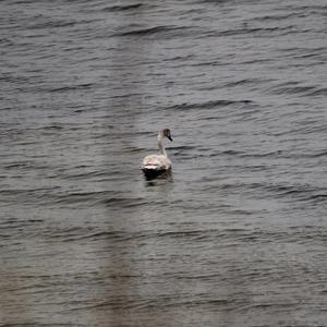 Mute Swan