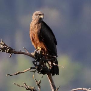 Black Kite