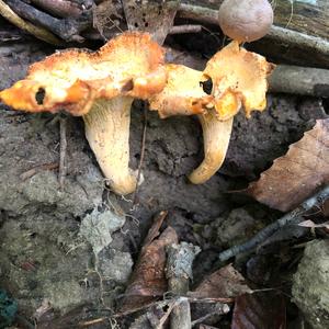 Chanterelle, Common