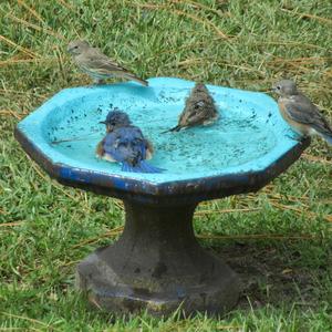 Eastern Bluebird