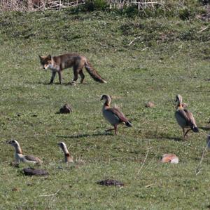 Nilgans