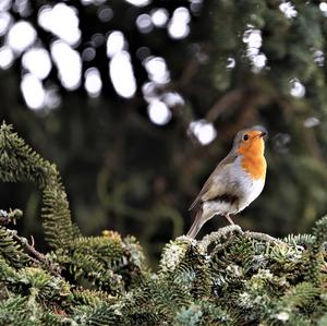 European Robin