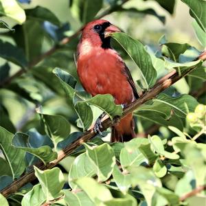 Northern Cardinal