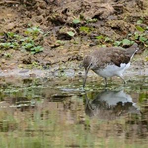 Green Sandpiper