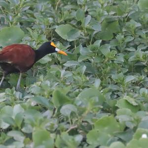 Northern Jacana