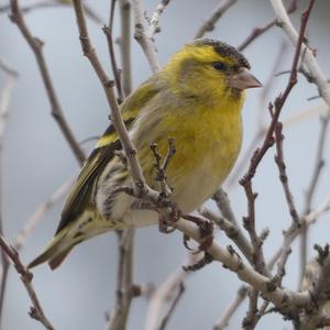 Eurasian Siskin