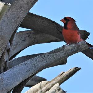 Northern Cardinal