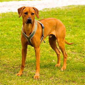 Rhodesian Ridgeback