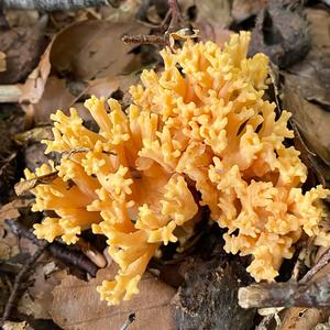 Yellow-brownish Coral