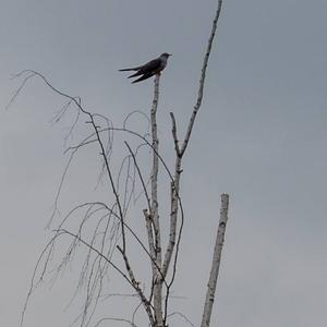 Common Cuckoo