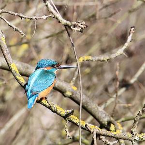 Common Kingfisher