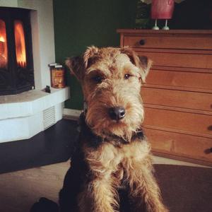 Welsh Terrier