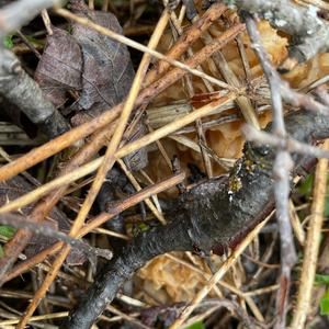 Yellow Morel