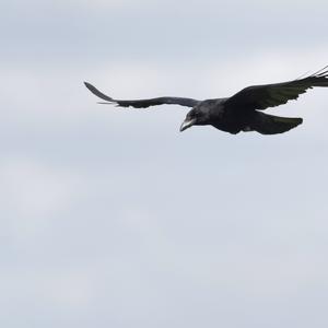 Carrion Crow