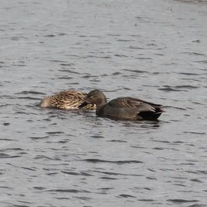 Gadwall