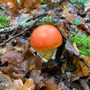 Caesar´s Mushroom