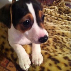 Russell Terrier