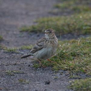 Wood Lark