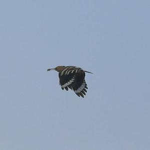 Eurasian Hoopoe