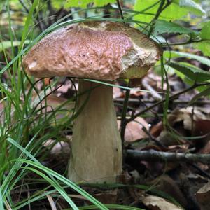 Summer Bolete