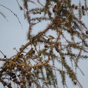 Lesser Whitethroat