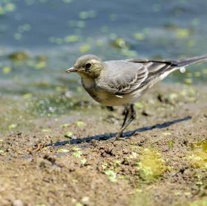 White Wagtail