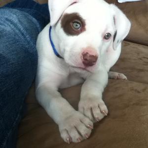 American Pit Bull Terrier