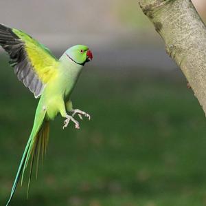 Rose-ringed Parakeet