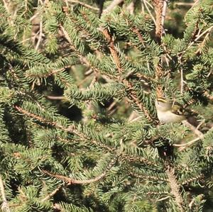 Goldcrest