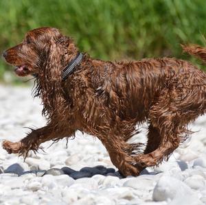 Spaniel (English Cocker)