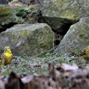 Yellowhammer