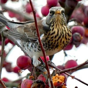 Fieldfare