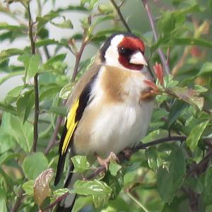 European Goldfinch