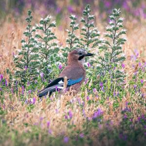 Eurasian Jay