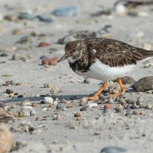 Ruddy Turnstone