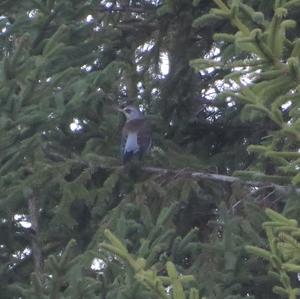 Fieldfare