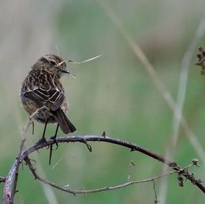 Whinchat