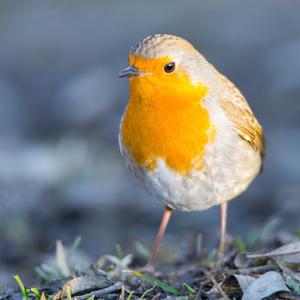 European Robin