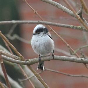 Long-tailed Tit