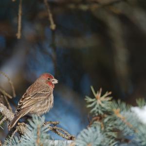 Common Rosefinch